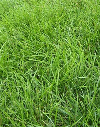 標(biāo)題：高羊茅
瀏覽次數(shù)：2872
發(fā)表時間：2017-11-02