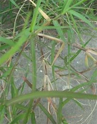 標(biāo)題：狗牙根
瀏覽次數(shù)：2515
發(fā)表時間：2017-11-02