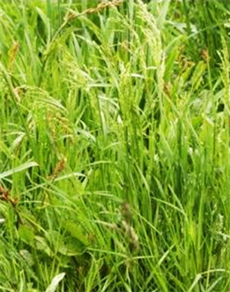 標題：普通早熟禾
瀏覽次數(shù)：3792
發(fā)表時間：2017-11-02