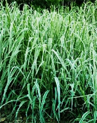 標題：紫羊茅
瀏覽次數(shù)：3249
發(fā)表時間：2017-11-02