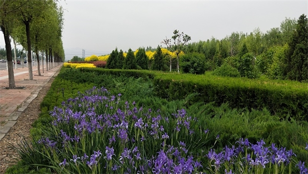 標題：張家口經開區秋季清水河生態綠廊建
瀏覽次數：2278
發表時間：2020-10-16