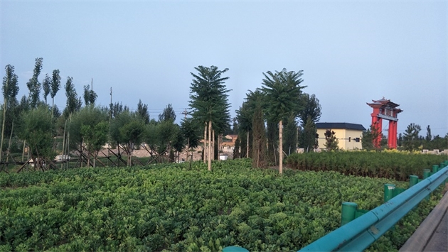標題：張家口經開區腰站堡飲用水源地生態涵養綠化
瀏覽次數：2576
發表時間：2020-10-16