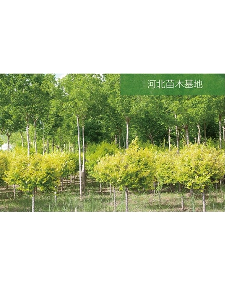 標(biāo)題：苗木基地
瀏覽次數(shù)：2066
發(fā)表時間：2020-10-17