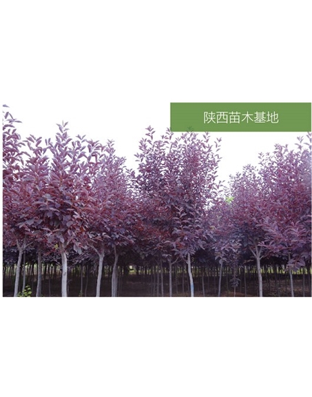 標(biāo)題：苗木基地
瀏覽次數(shù)：2154
發(fā)表時(shí)間：2020-10-17