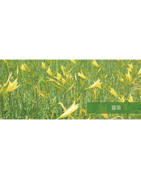標題：地被
瀏覽次數：1552
發(fā)表時間：2020-10-17