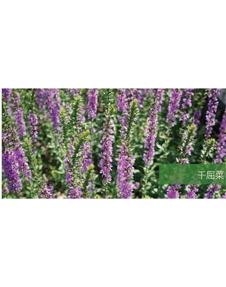標題：地被
瀏覽次數：1855
發表時間：2020-10-17
