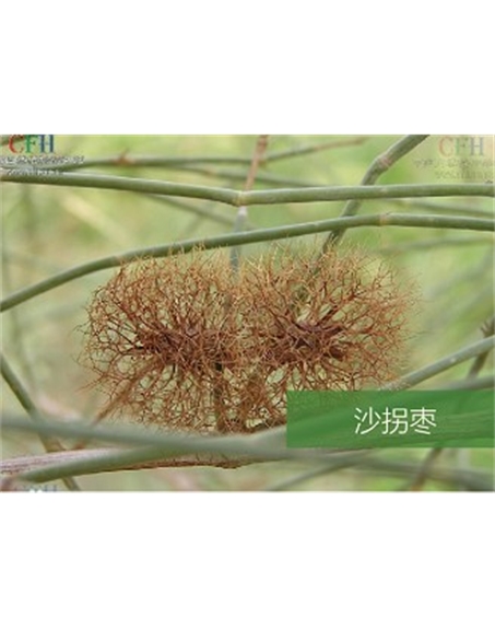 標題：名貴樹種
瀏覽次數：1541
發表時間：2020-10-17
