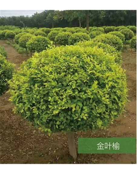 標題：名貴樹種
瀏覽次數：1484
發表時間：2020-10-17