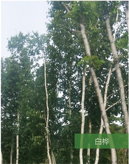 標(biāo)題：名貴樹種
瀏覽次數(shù)：1512
發(fā)表時間：2020-10-17