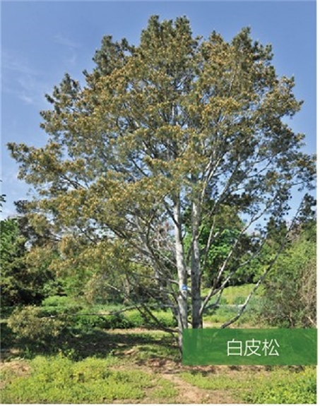 標題：名貴樹種
瀏覽次數：2073
發表時間：2020-10-17