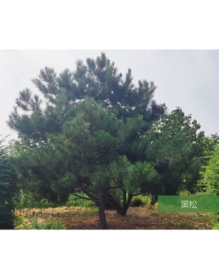 標(biāo)題：名貴樹(shù)種
瀏覽次數(shù)：2093
發(fā)表時(shí)間：2020-10-17