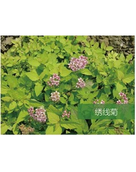 標題：喬灌木
瀏覽次數：1558
發表時間：2020-10-17