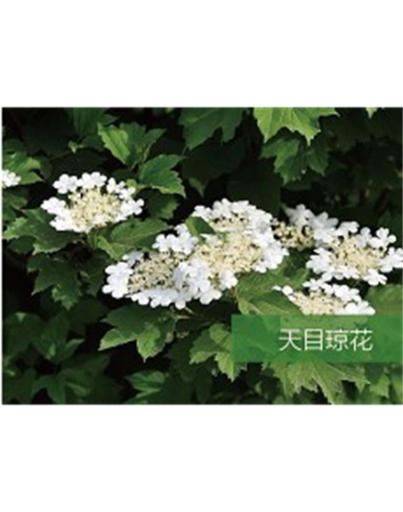 標題：喬灌木
瀏覽次數：1571
發表時間：2020-10-17