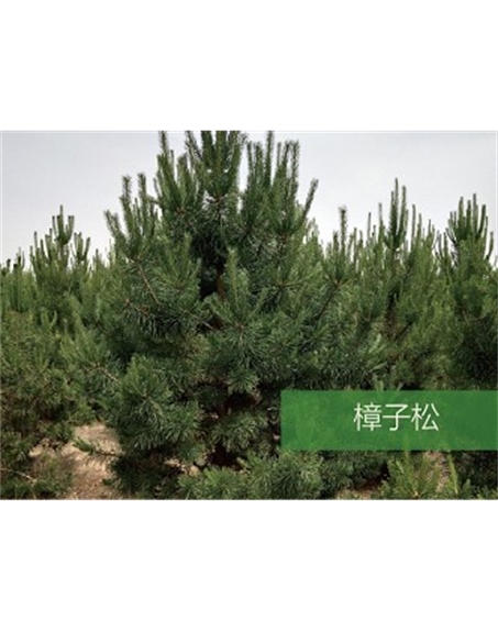 標題：喬灌木
瀏覽次數：1505
發表時間：2020-10-17