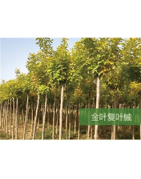 標題：喬灌木
瀏覽次數(shù)：1997
發(fā)表時間：2020-10-17
