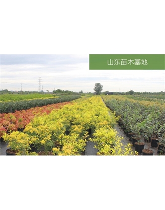 標題：苗木基地
瀏覽次數：2176
發表時間：2020-10-17