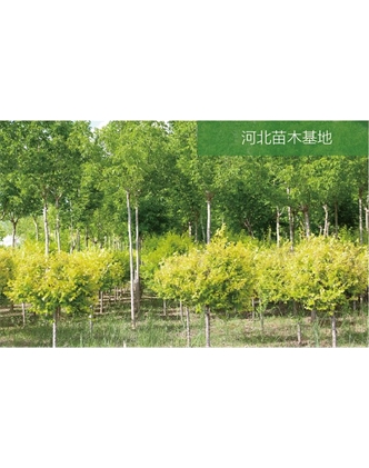 標題：苗木基地
瀏覽次數：2064
發表時間：2020-10-17