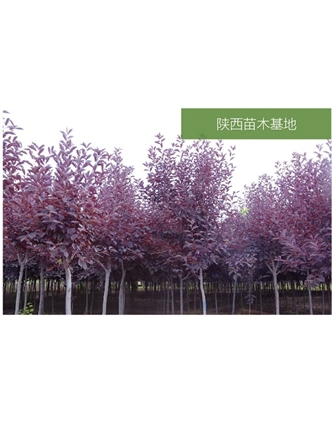 標題：苗木基地
瀏覽次數：2153
發表時間：2020-10-17
