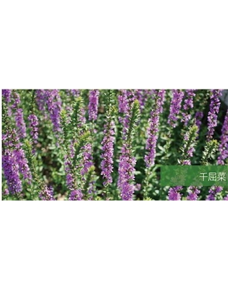 標題：地被
瀏覽次數：1854
發表時間：2020-10-17
