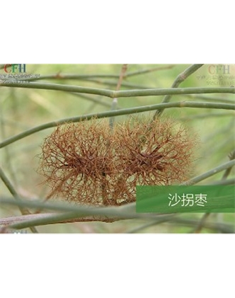 標(biāo)題：名貴樹種
瀏覽次數(shù)：1477
發(fā)表時(shí)間：2020-10-17