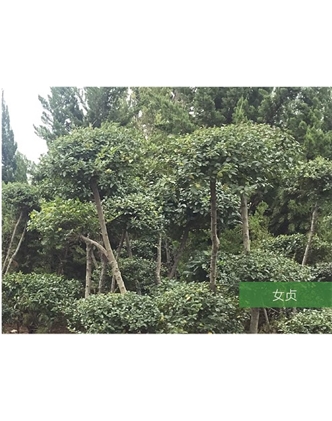 標(biāo)題：名貴樹種
瀏覽次數(shù)：1454
發(fā)表時間：2020-10-17