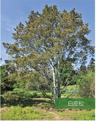 標題：名貴樹種
瀏覽次數：2072
發表時間：2020-10-17