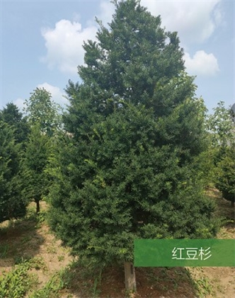 標題：名貴樹種
瀏覽次數：1908
發表時間：2020-10-17