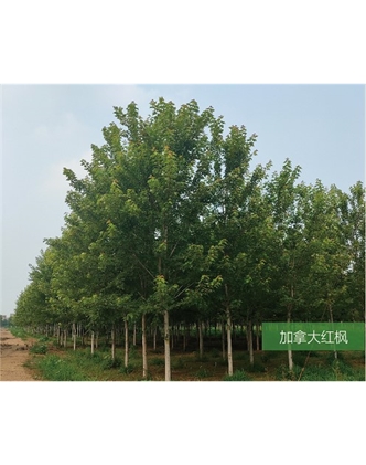 標題：名貴樹種
瀏覽次數：1858
發表時間：2020-10-17