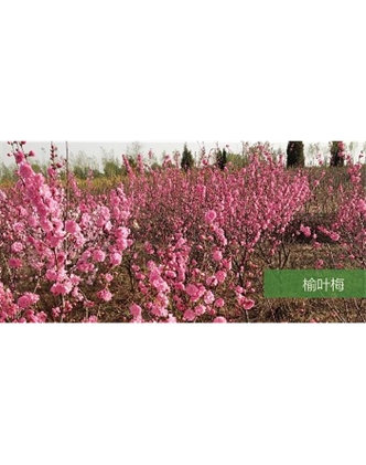 標題：喬灌木
瀏覽次數：1565
發表時間：2020-10-17