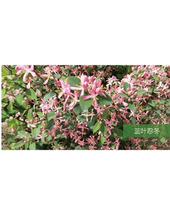 標題：喬灌木
瀏覽次數：1483
發表時間：2020-10-17