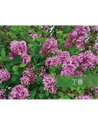標題：喬灌木
瀏覽次數：1487
發表時間：2020-10-17