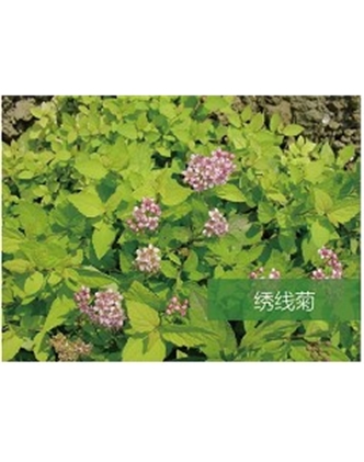 標題：喬灌木
瀏覽次數：1557
發表時間：2020-10-17
