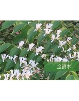 標題：喬灌木
瀏覽次數：1491
發表時間：2020-10-17