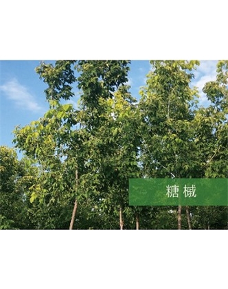 標題：喬灌木
瀏覽次數：2198
發表時間：2020-10-17