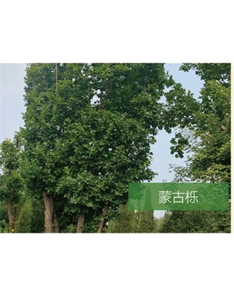 標題：喬灌木
瀏覽次數：2117
發表時間：2020-10-17